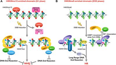 The Chromatin Landscape Channels DNA Double-Strand Breaks to Distinct Repair Pathways